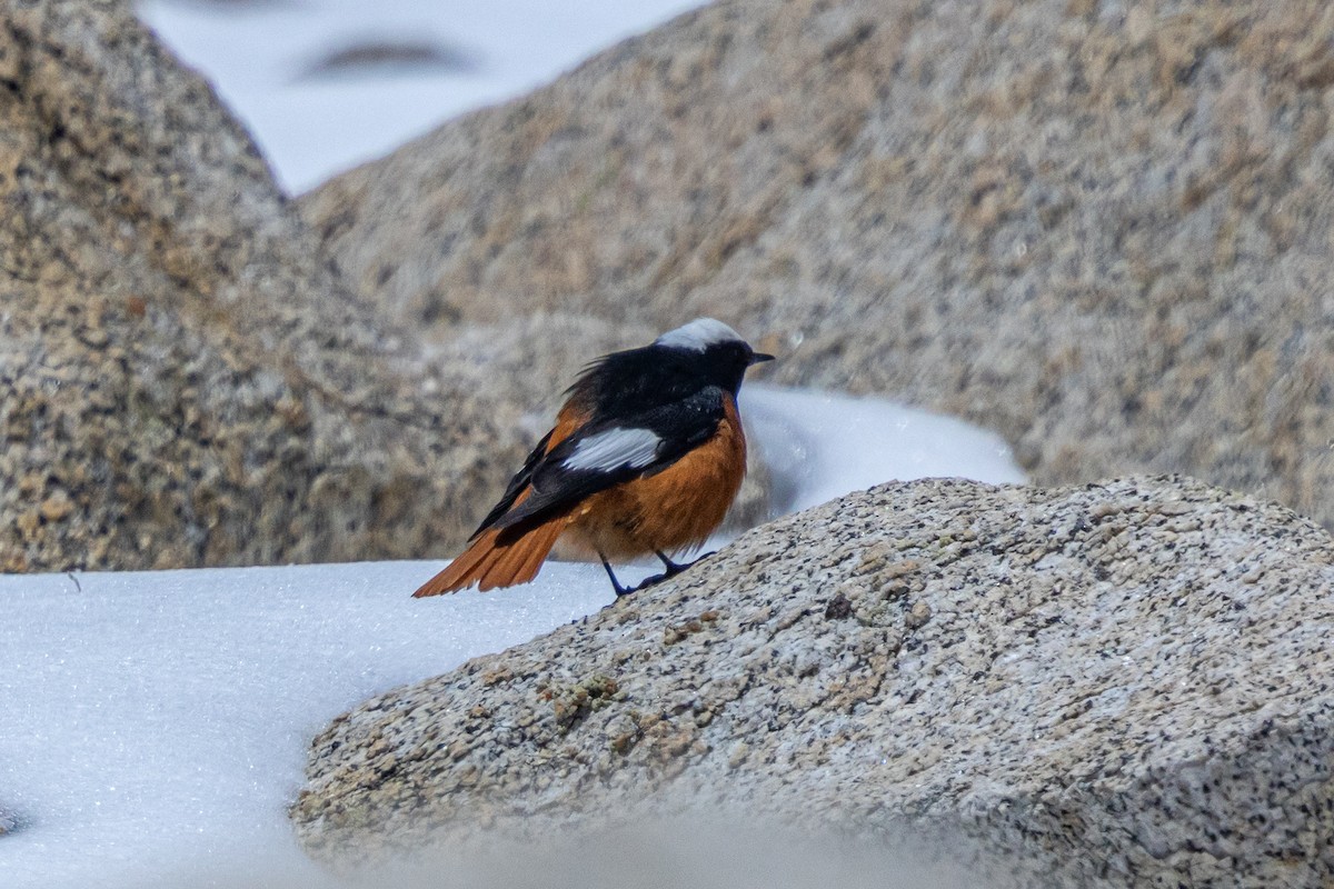 White-winged Redstart - ML646886421