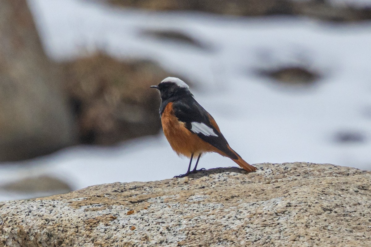 White-winged Redstart - ML646886422