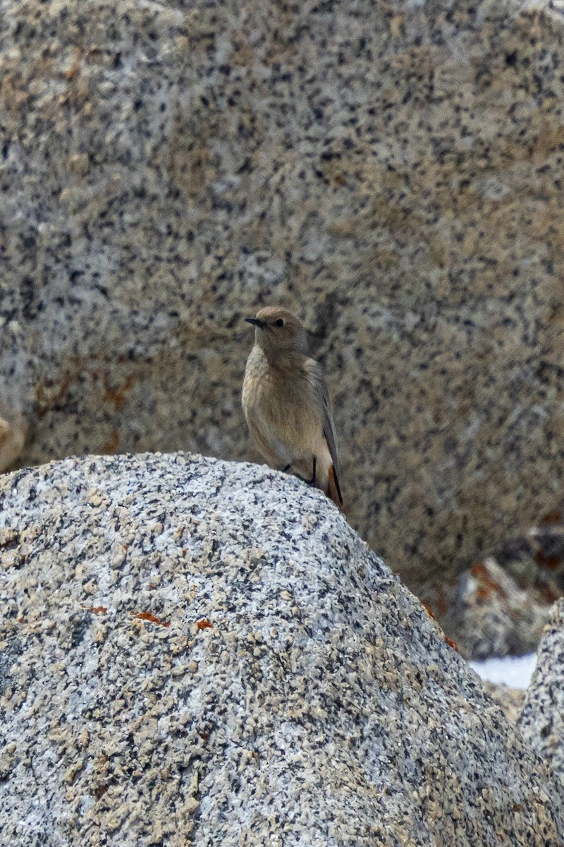 White-winged Redstart - ML646886423