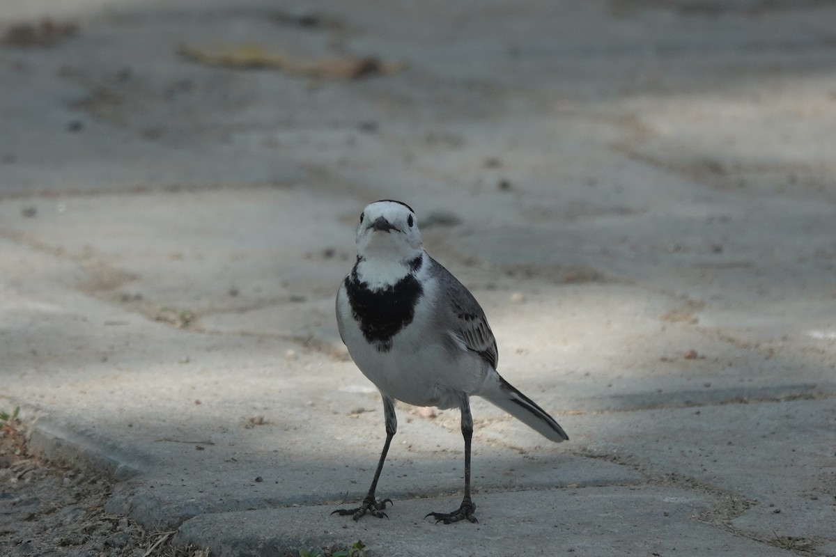 ハクセキレイ - ML646886424