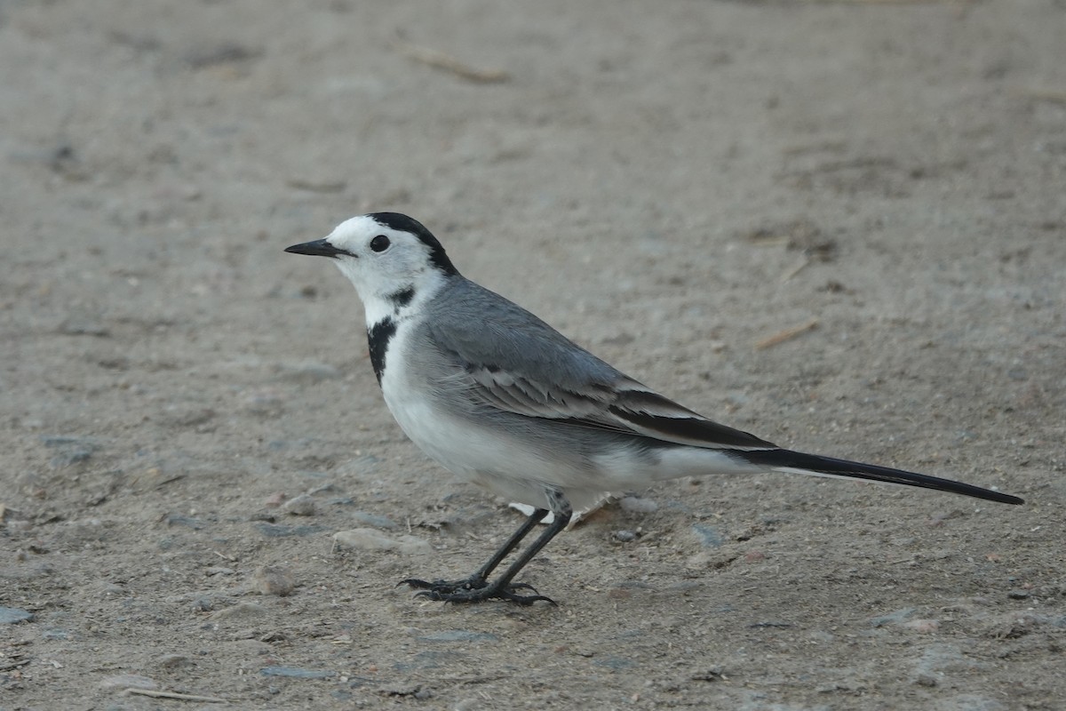 ハクセキレイ - ML646886425