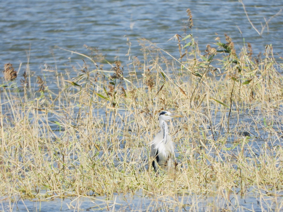 Airone cenerino - ML646886426