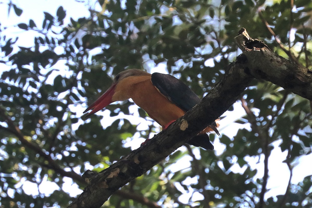 Гуріал смарагдовокрилий - ML646886427