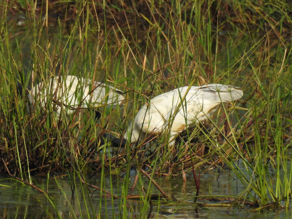 Black-headed Ibis - ML646886428