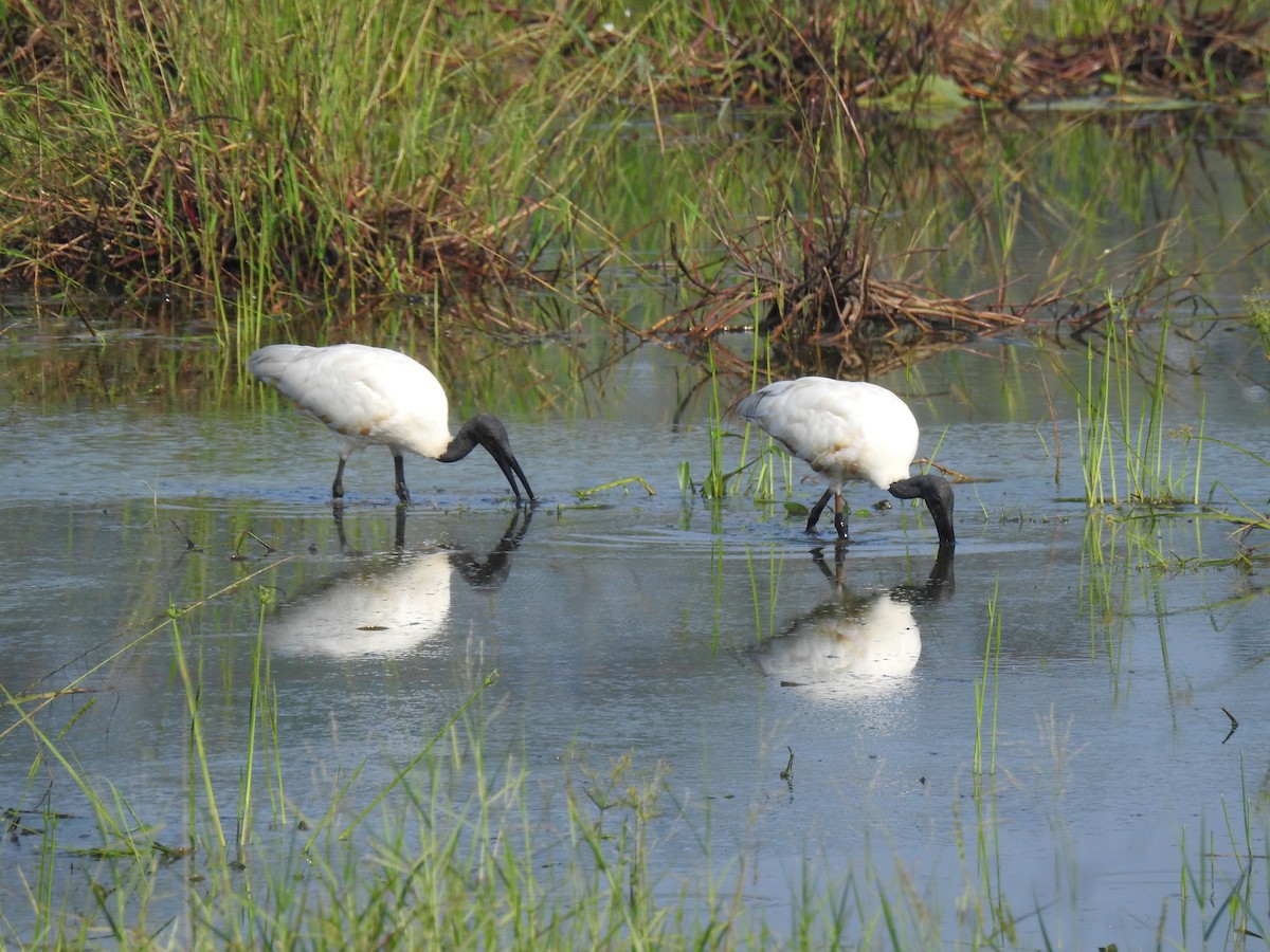 Black-headed Ibis - ML646886429