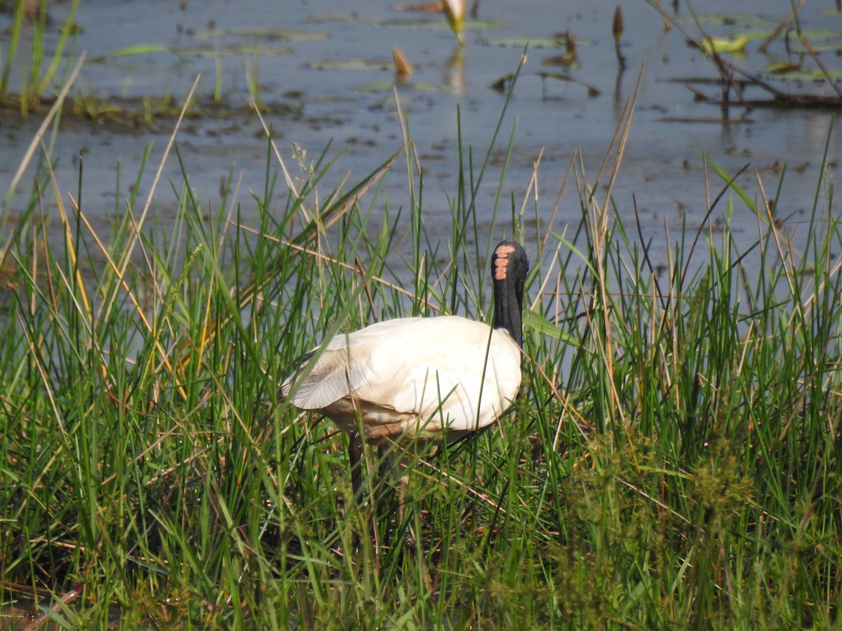Black-headed Ibis - ML646886430