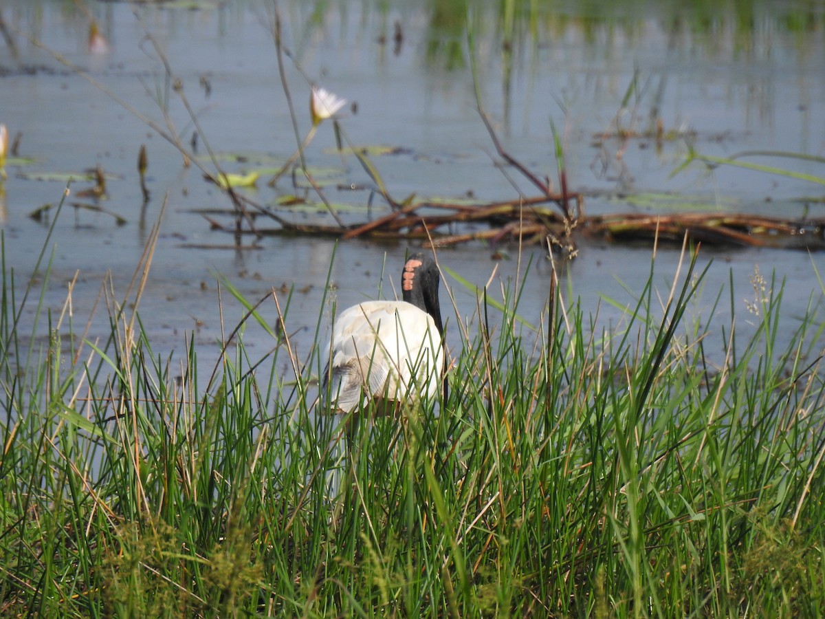 Black-headed Ibis - ML646886431