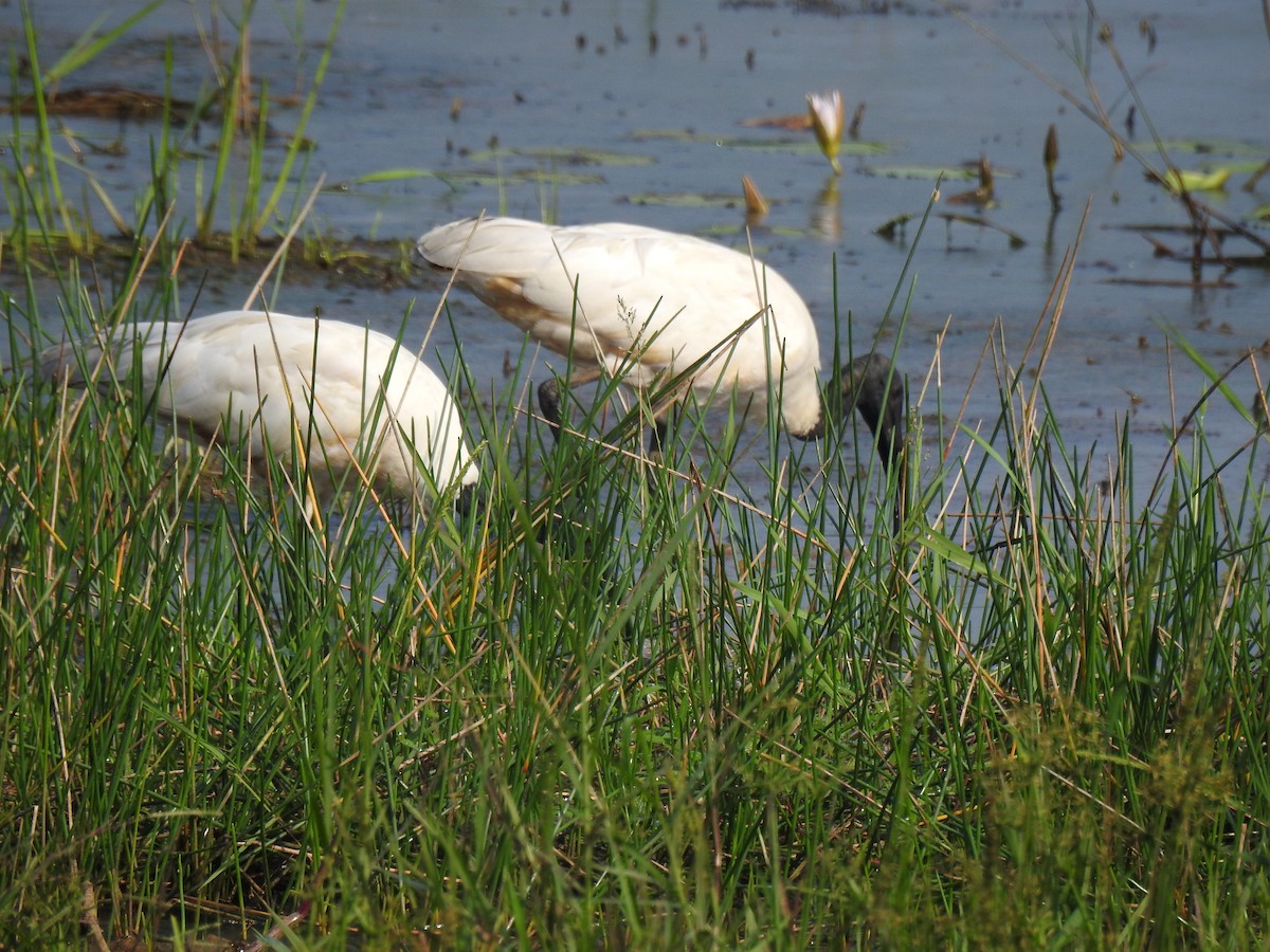 Black-headed Ibis - ML646886432