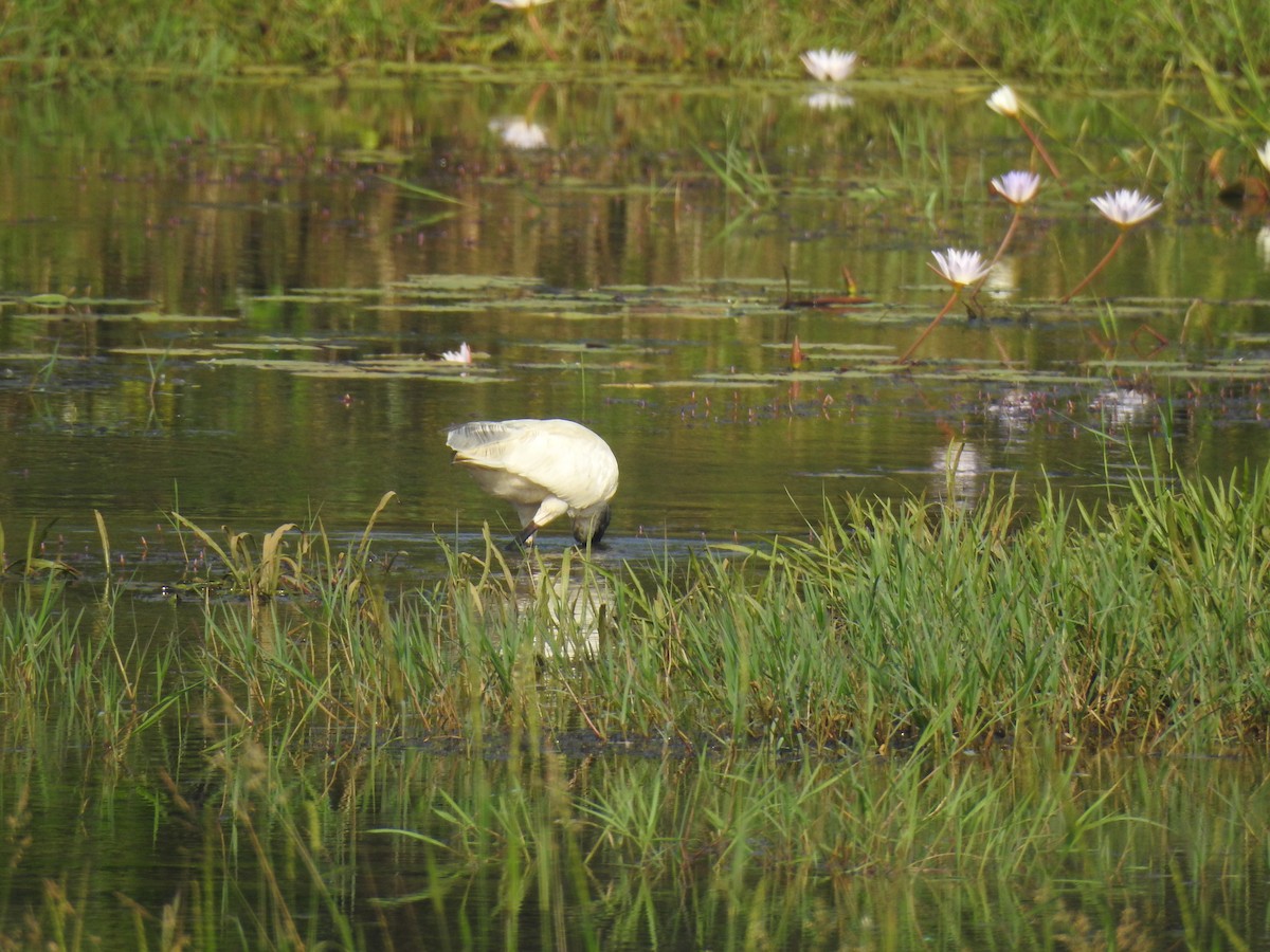 Black-headed Ibis - ML646886434