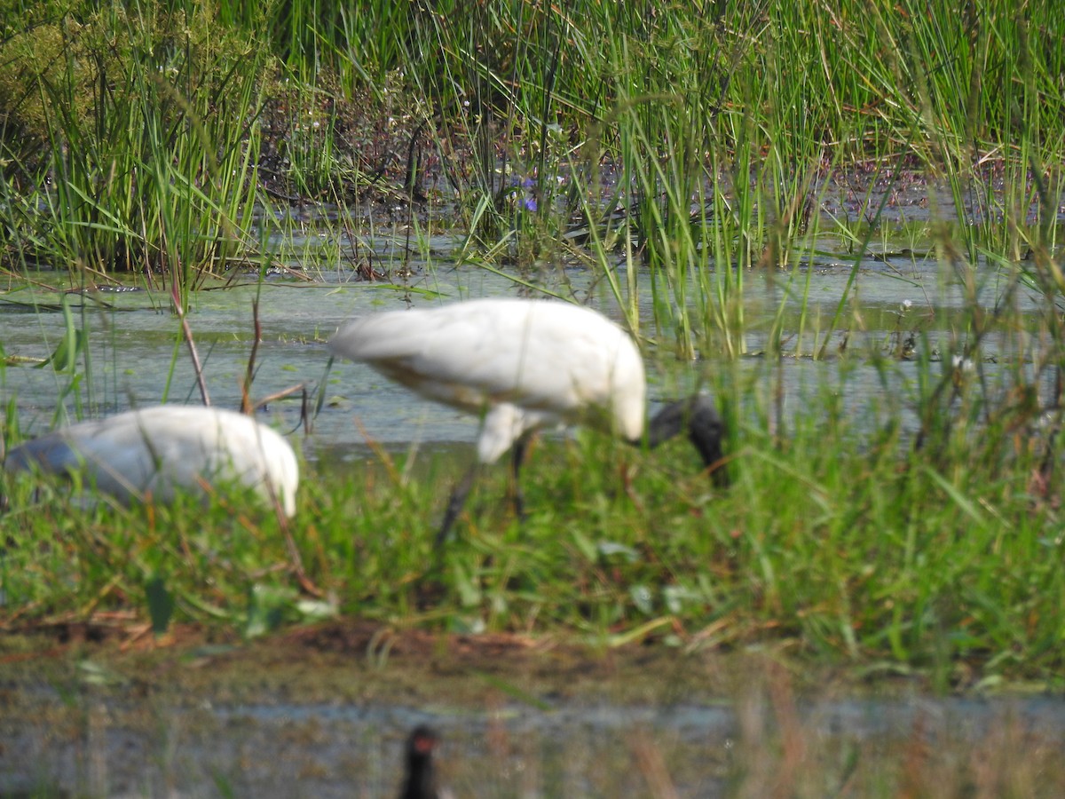 Black-headed Ibis - ML646886435