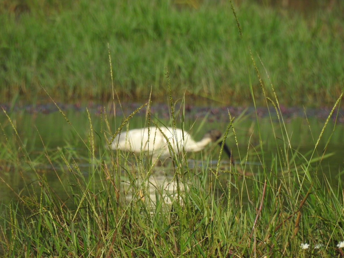 Black-headed Ibis - ML646886437