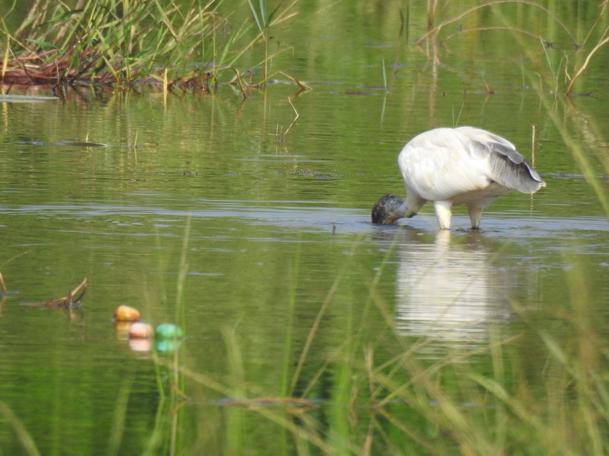Black-headed Ibis - ML646886438