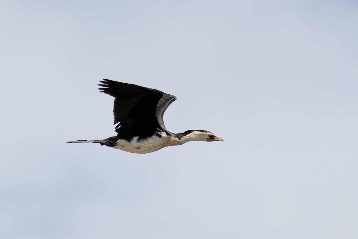 Little Pied Cormorant - ML646886440