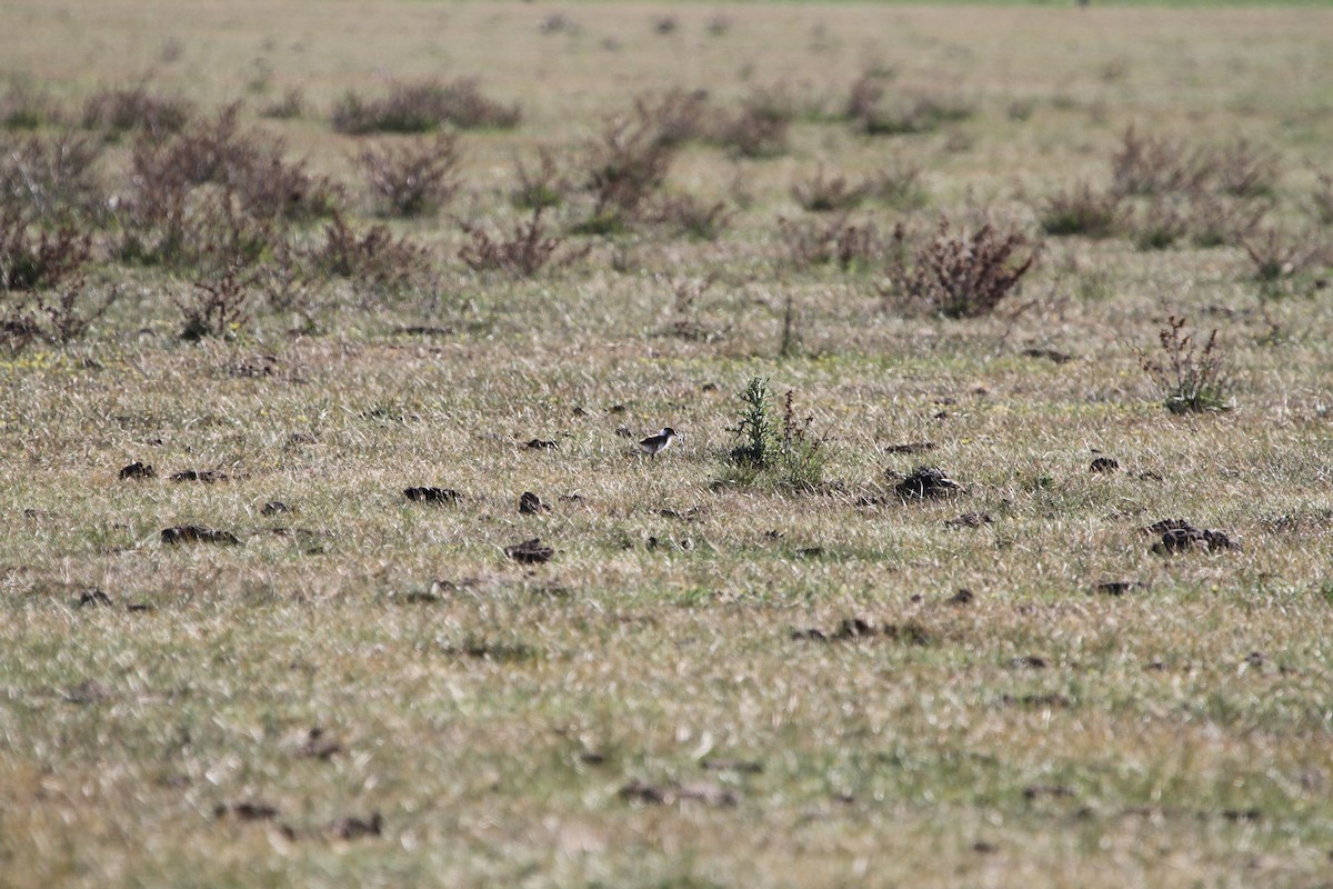 Banded Lapwing - ML646886441