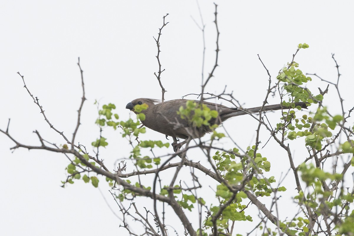 Gray Go-away-bird - ML646886442