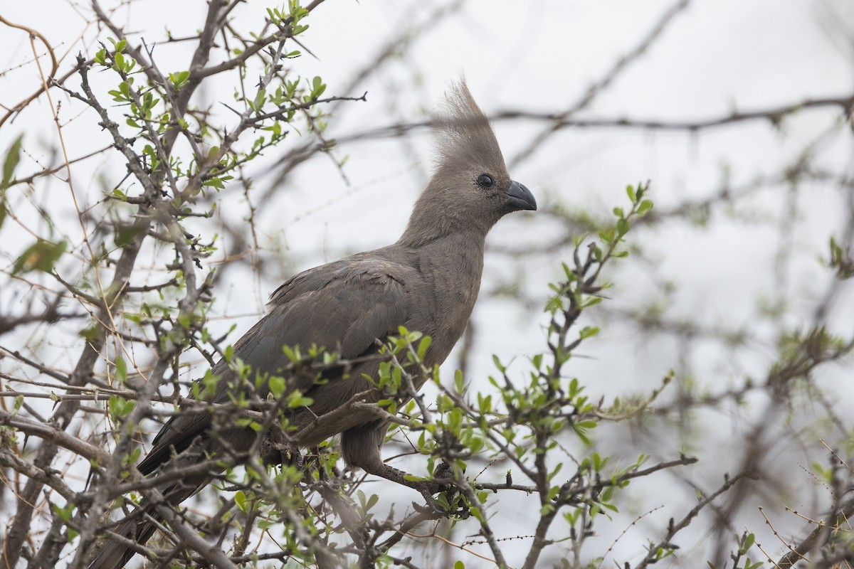 Gray Go-away-bird - ML646886444