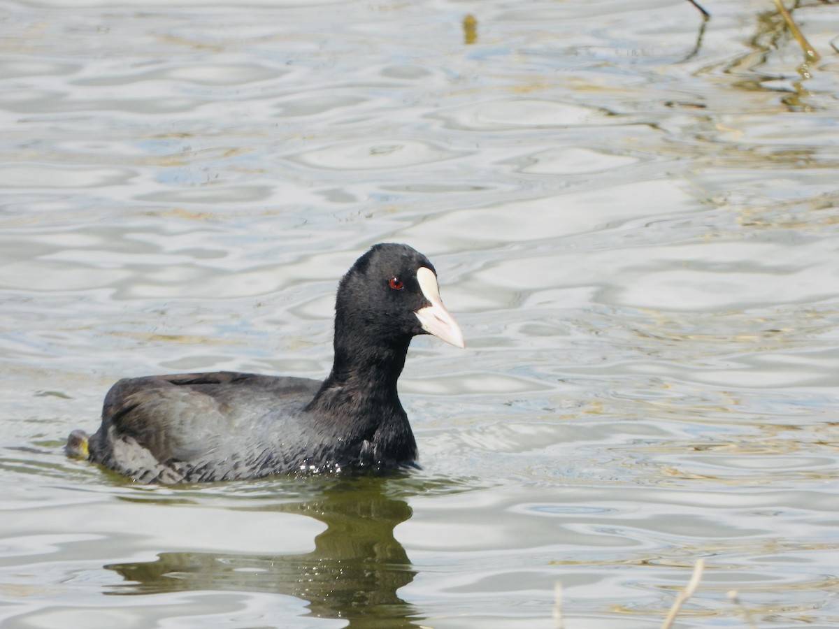 Eurasian Coot - ML646886445
