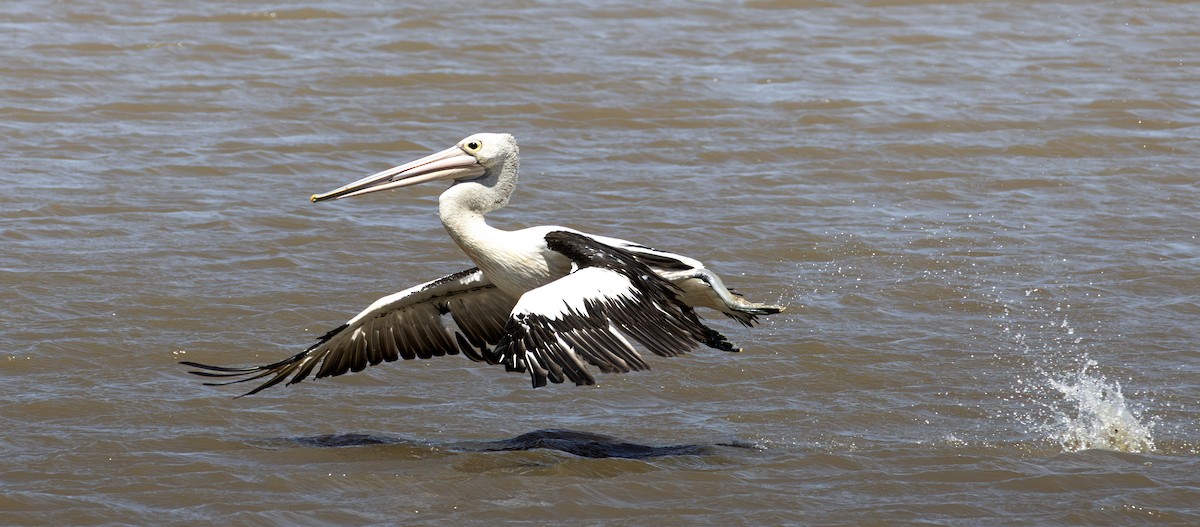 Australian Pelican - ML646886446