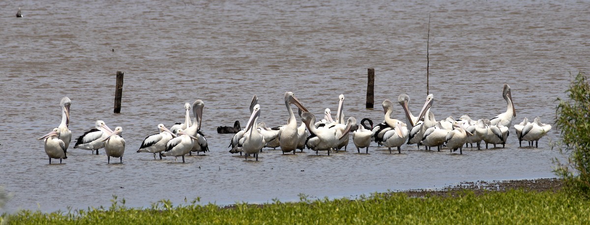 Australian Pelican - ML646886448