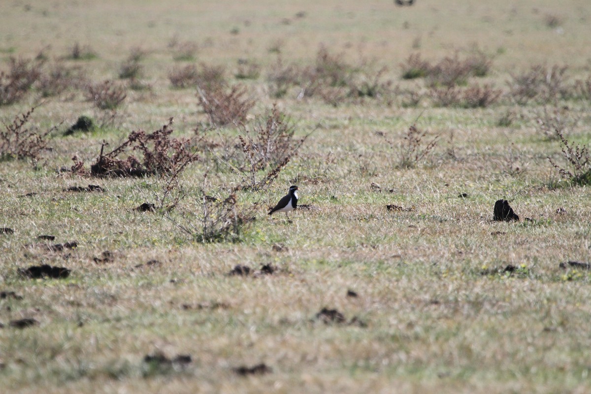 Banded Lapwing - ML646886450