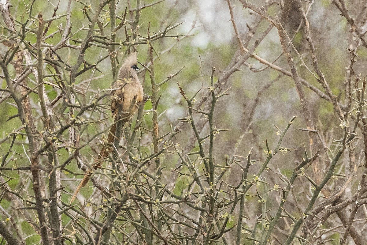Speckled Mousebird - ML646886451
