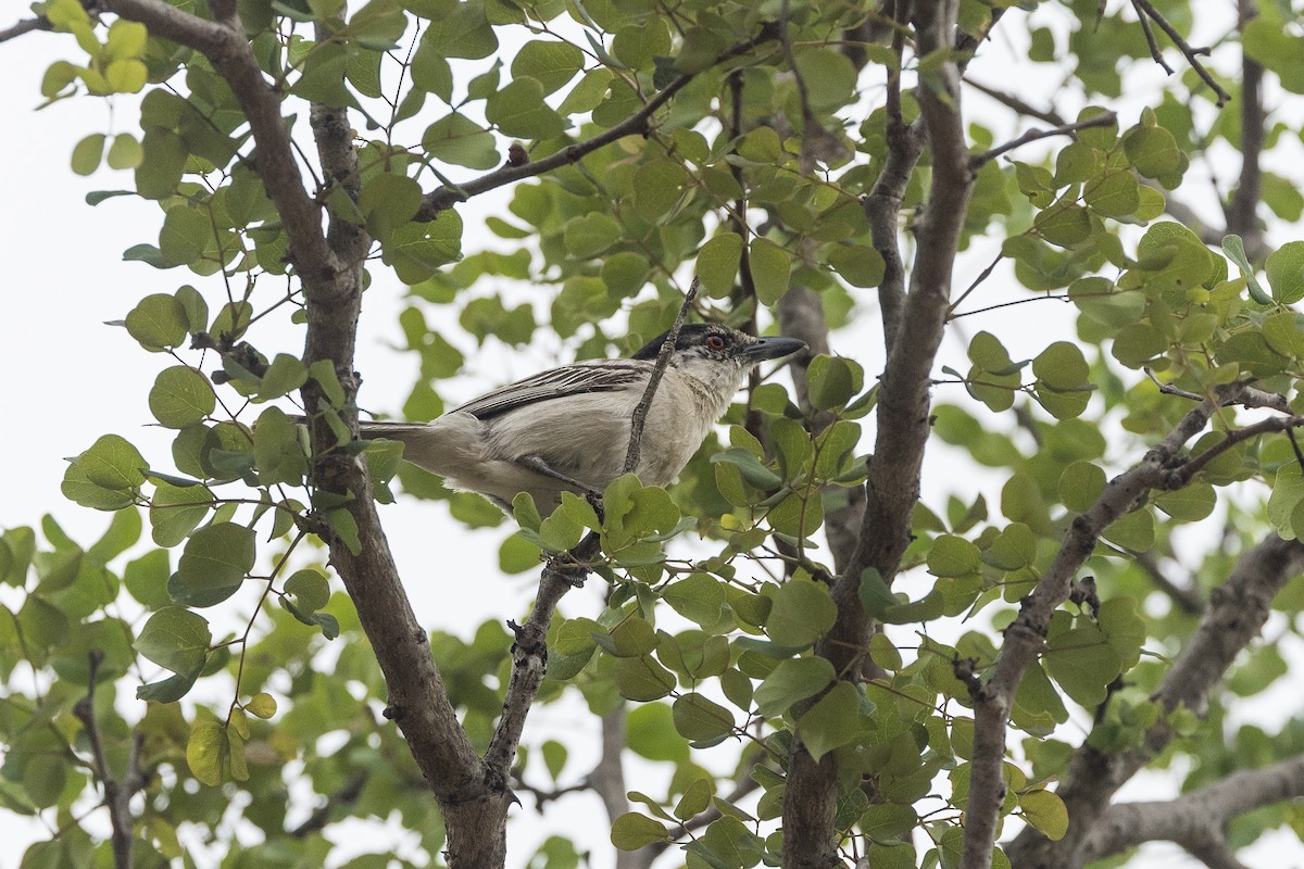 Black-backed Puffback (White-winged) - ML646886452