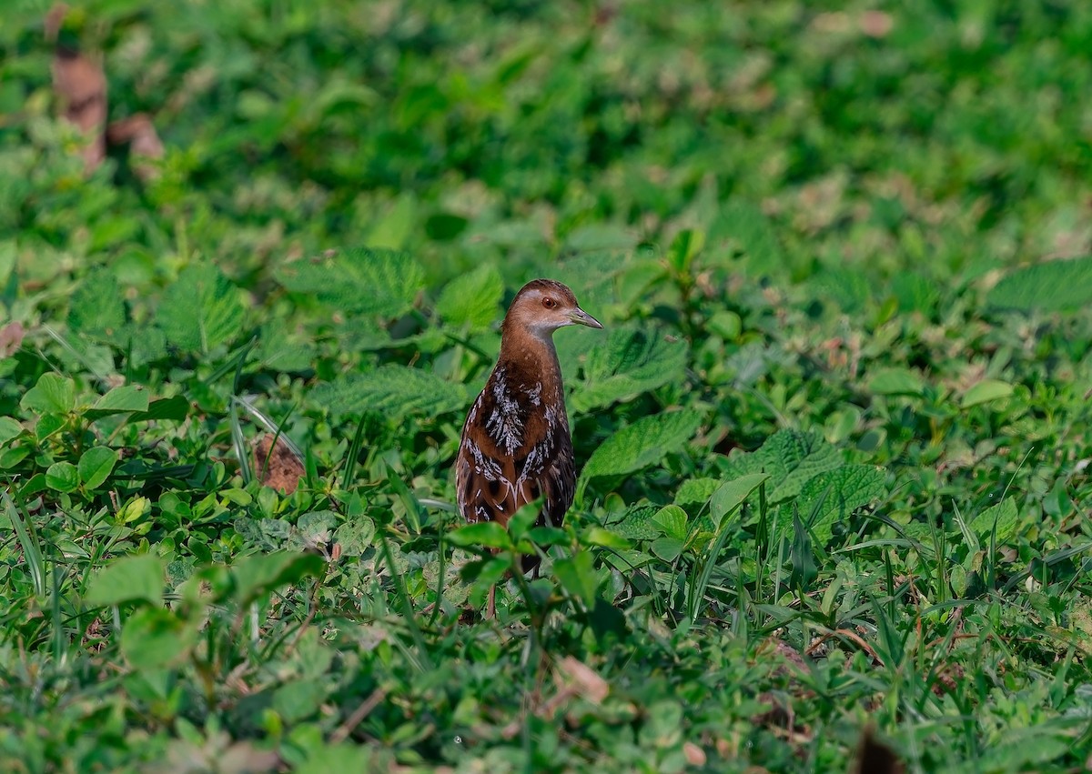 Baillon's Crake - ML646886454