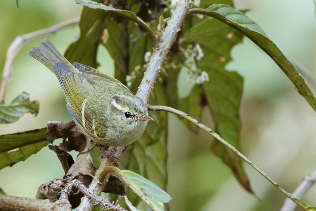 Blyth's Leaf Warbler - ML646886456