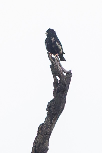 Village Indigobird - ML646886457