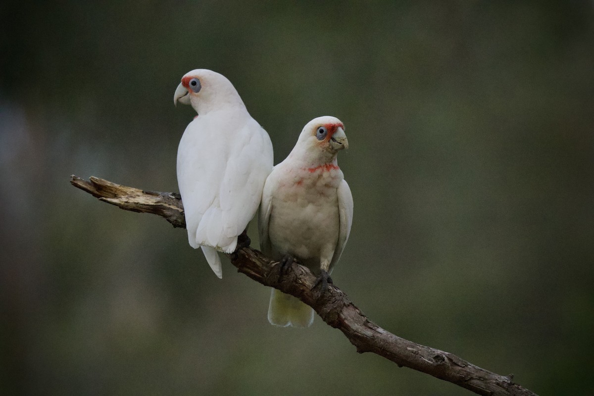 Long-billed Corella - ML646886458
