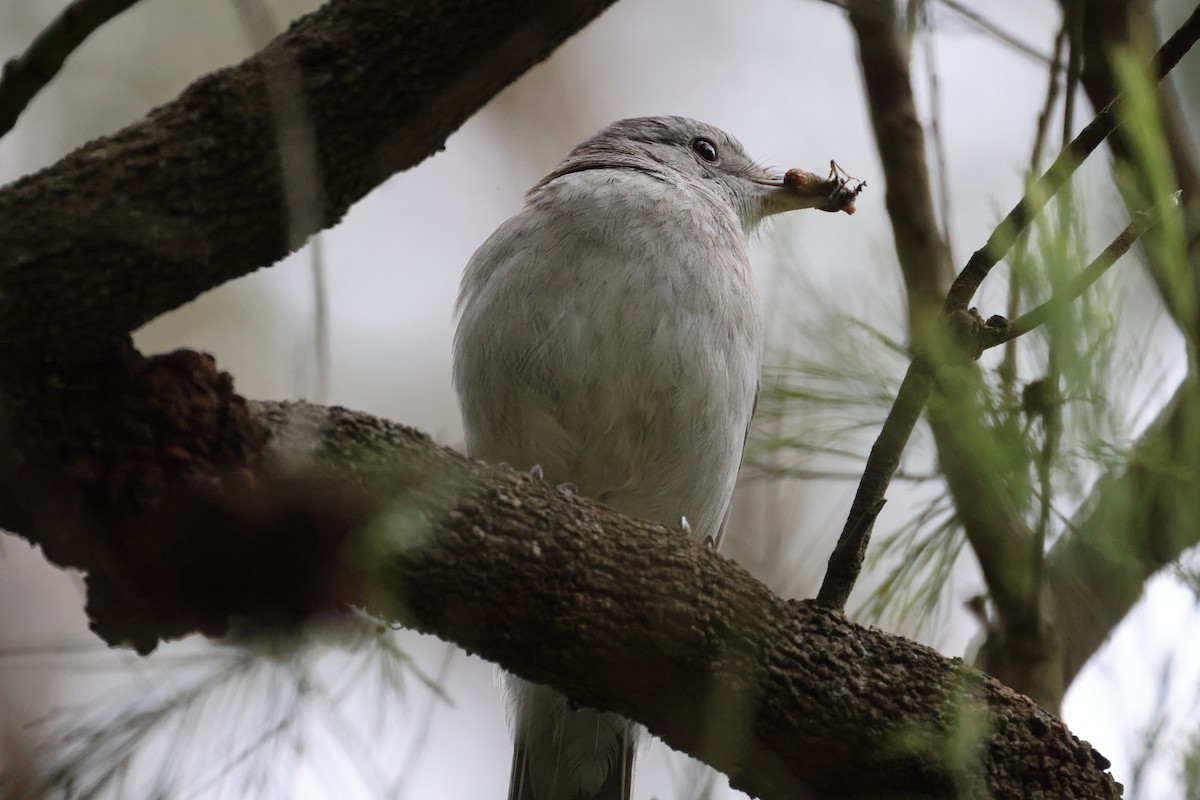 Gray Shrikethrush - ML646886459