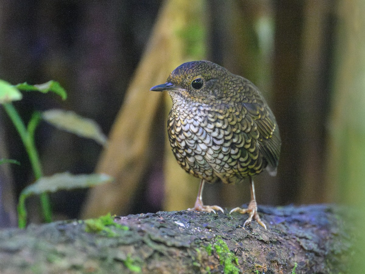 Küçük Civcivkuşu - ML646886468