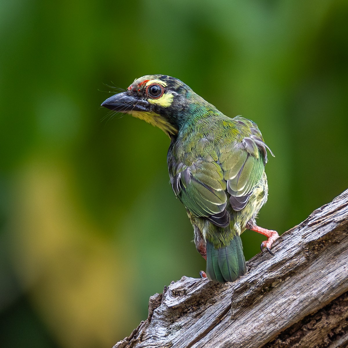 Coppersmith Barbet - ML646886471
