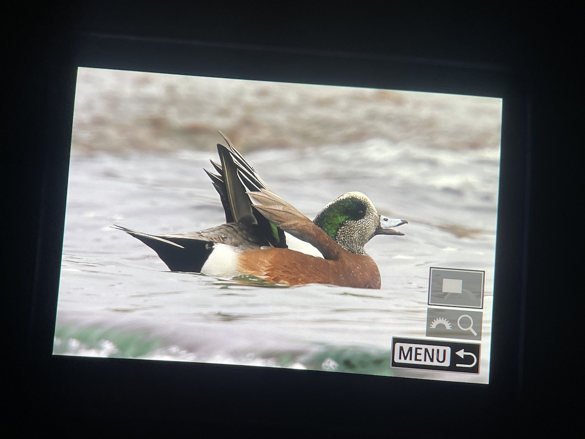 Kanadapfeifente - ML646886473