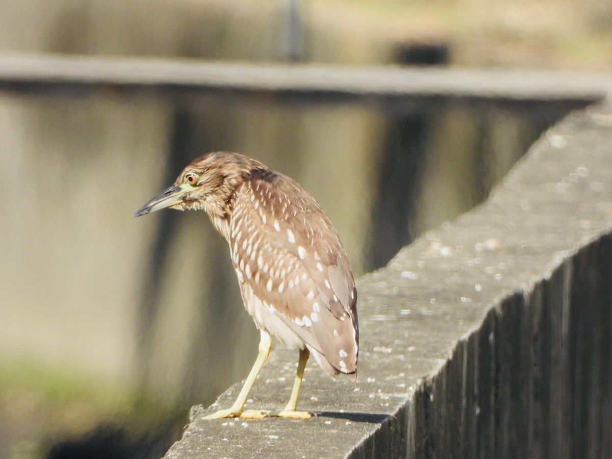 Nitticora - ML646886476