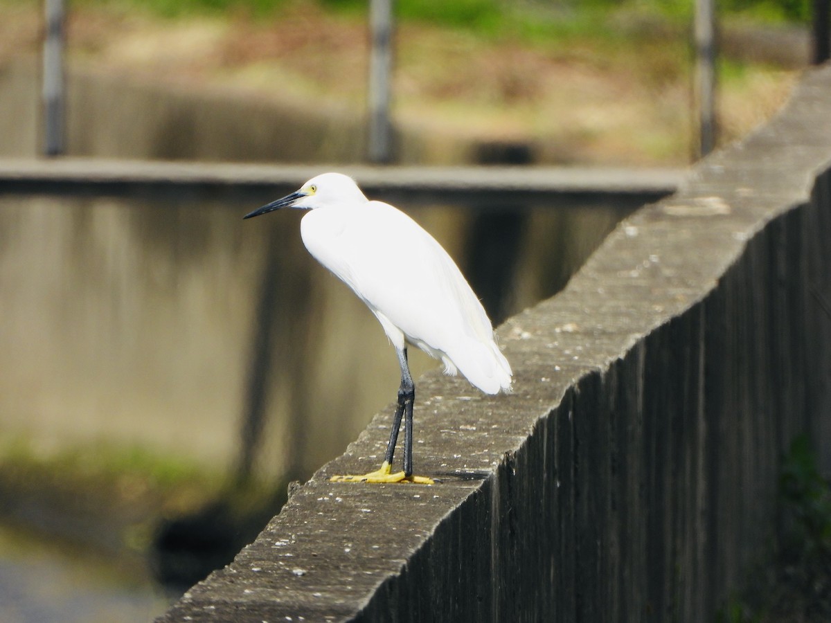 Garzetta - ML646886481