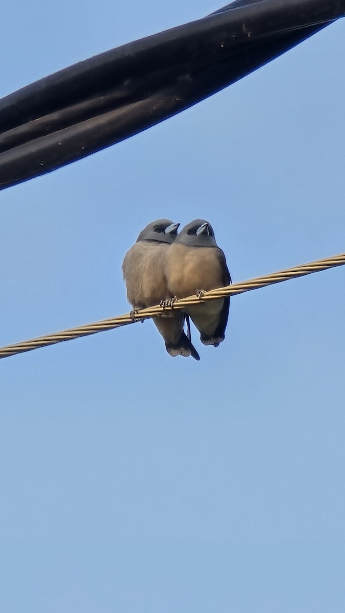 Ashy Woodswallow - ML646886495
