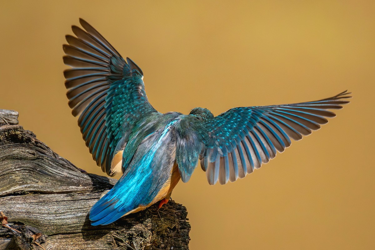 Common Kingfisher - ML646886496
