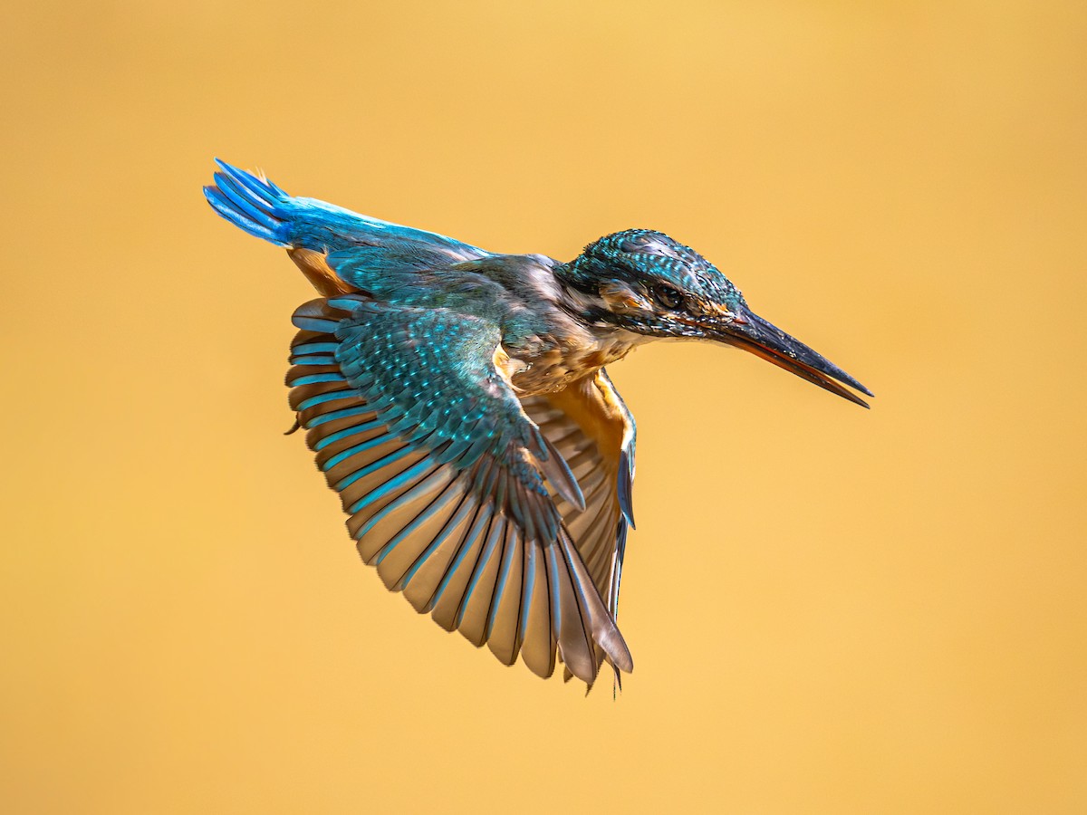 Common Kingfisher - ML646886497
