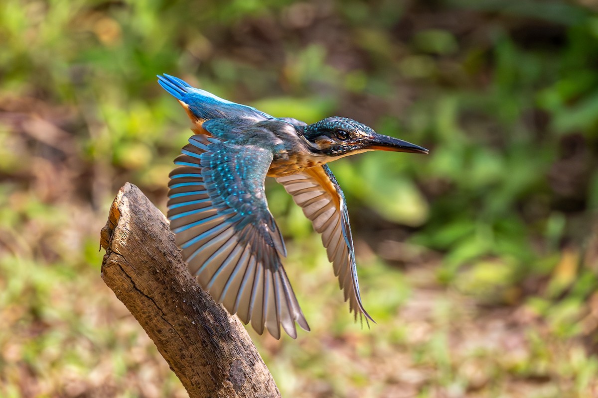 Common Kingfisher - ML646886498