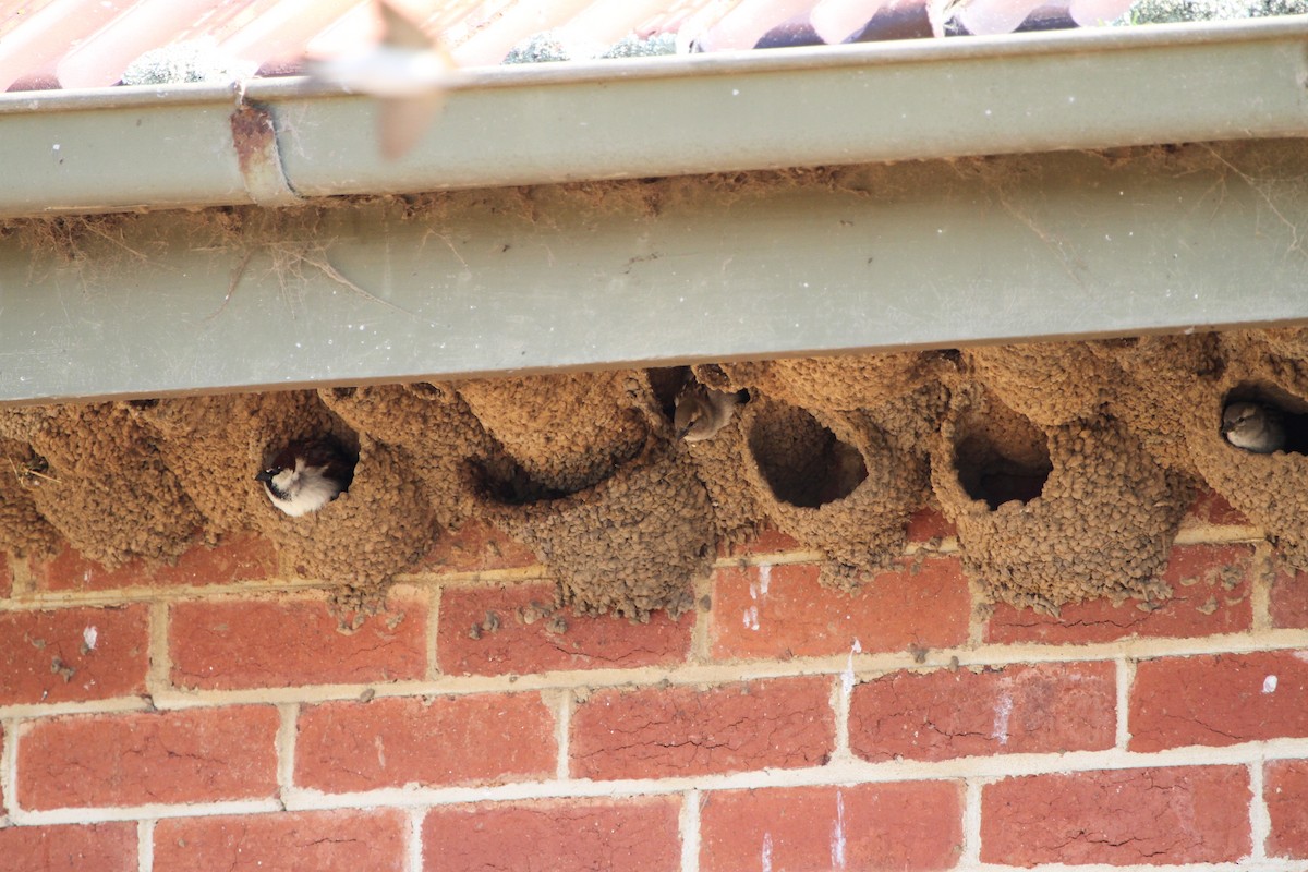 Gorrión Común - ML646886505