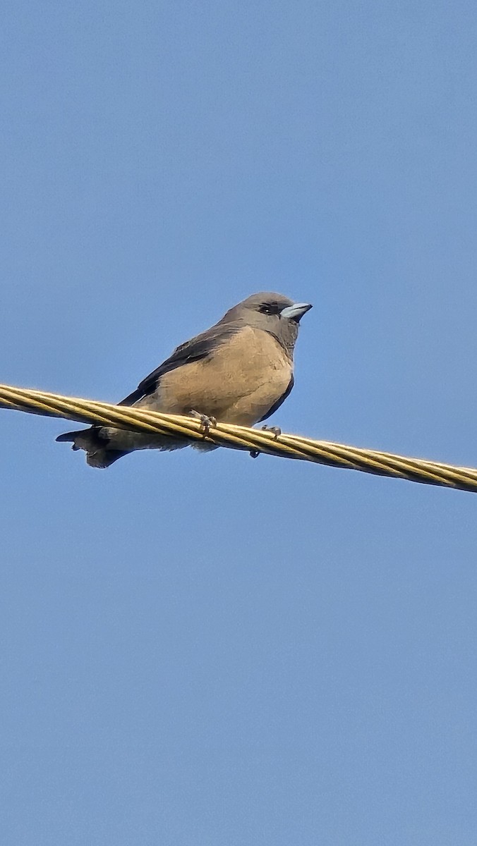 Ashy Woodswallow - ML646886506
