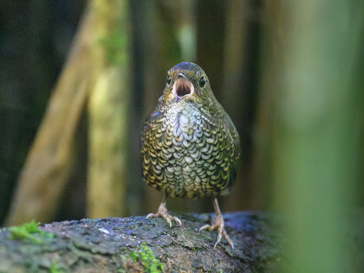 Küçük Civcivkuşu - ML646886511