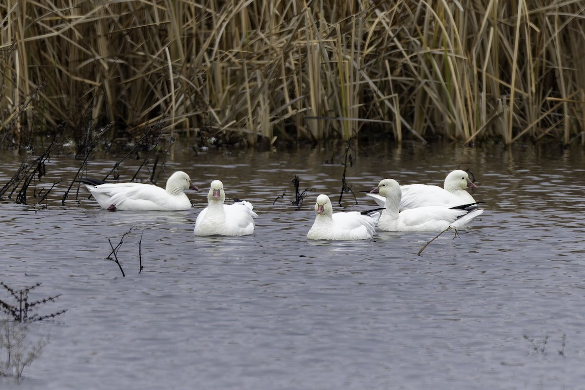 Ross antzara - ML646886513