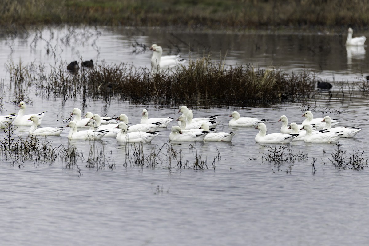 Ross antzara - ML646886514