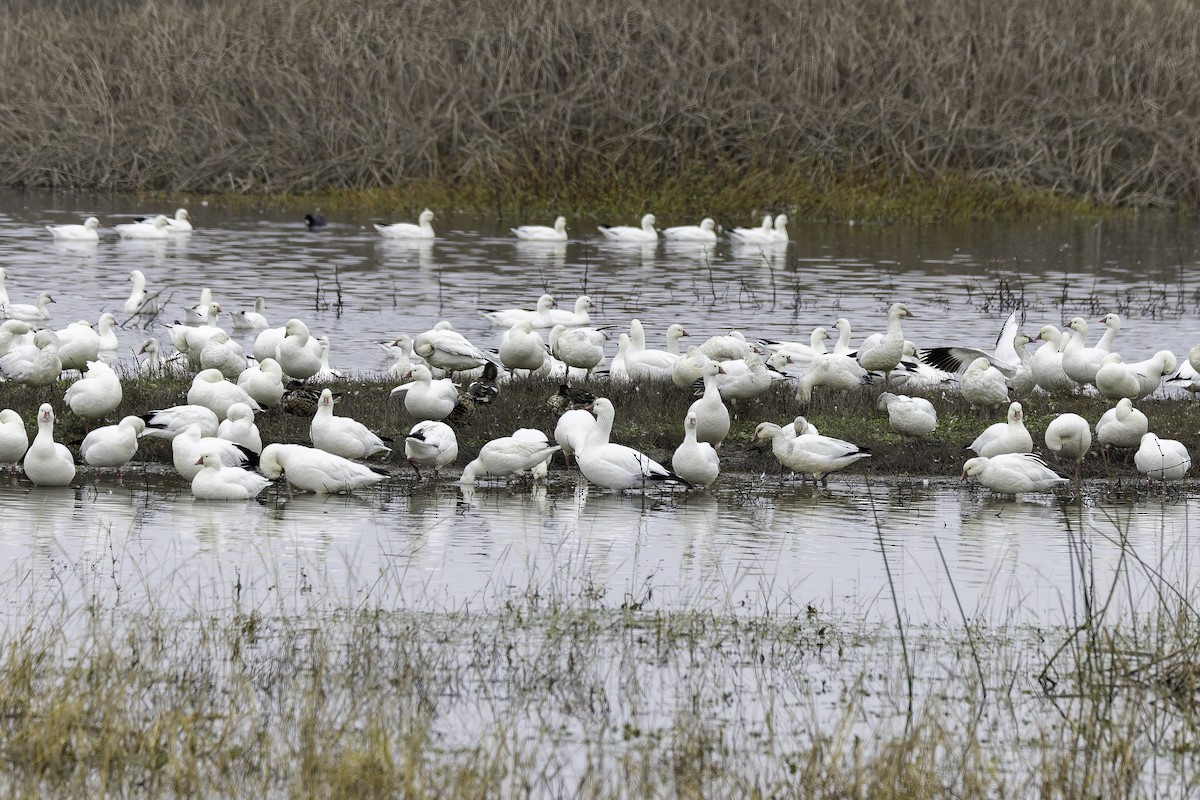 Ross antzara - ML646886515