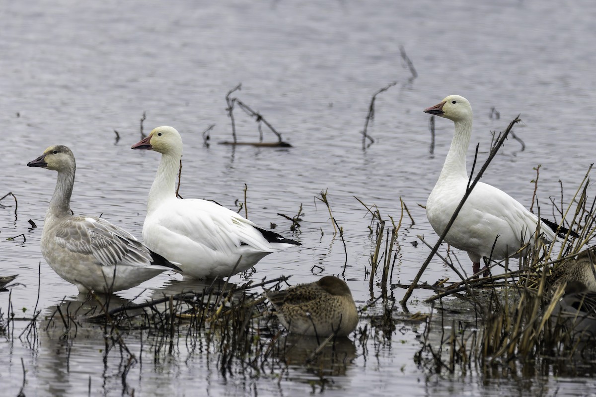 Elur-antzara - ML646886518