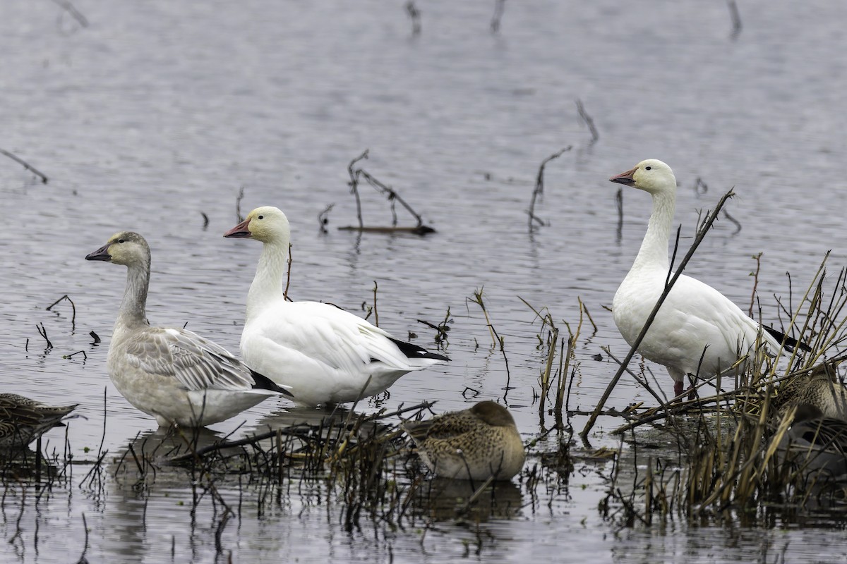 Elur-antzara - ML646886519