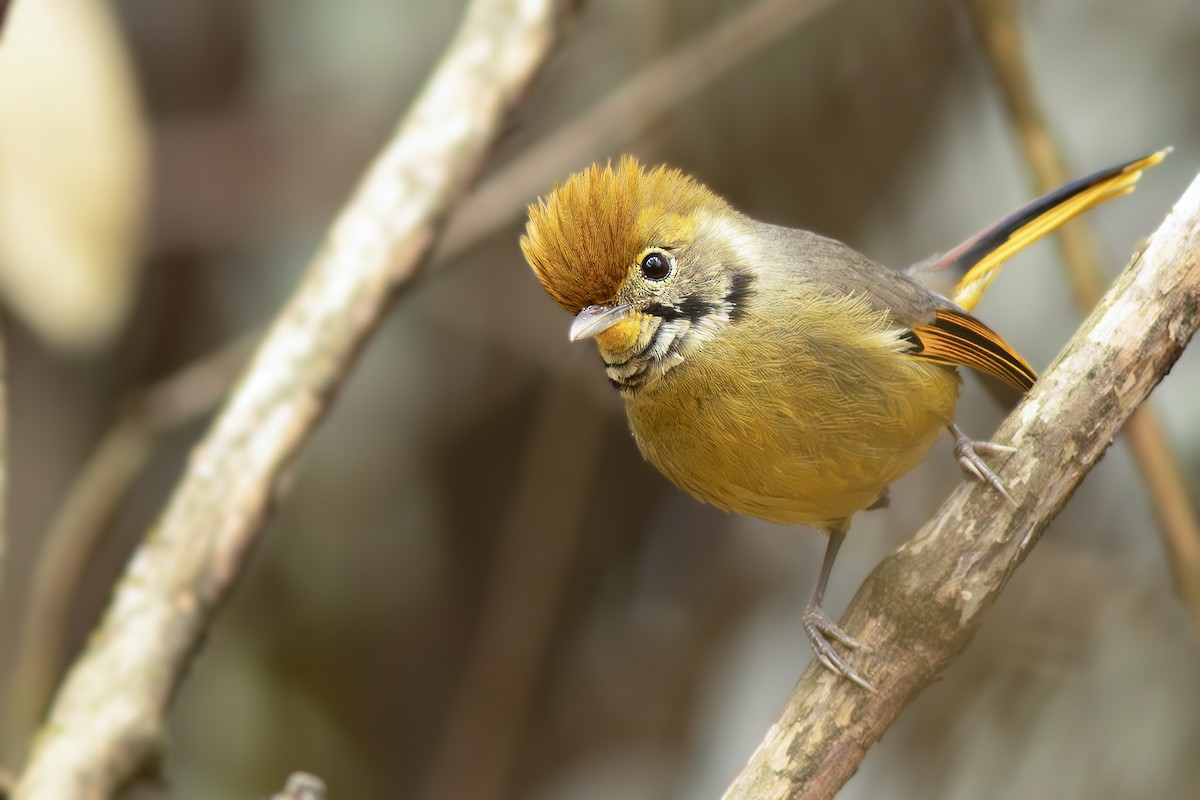 Chestnut-tailed Minla - ML646886520