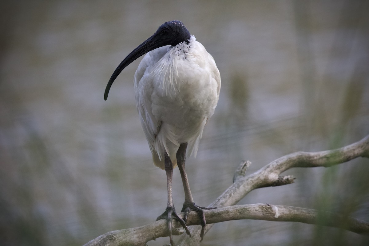 Australian Ibis - ML646886521